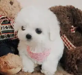 泰迪转让