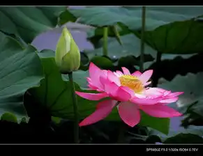 普者黑荷花1