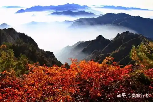 科普来啦进入秋天,树叶为什么会变色