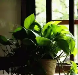 十二生肖的专属旺财植物