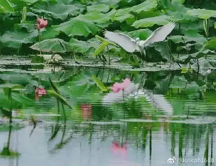 白鹭安家李村河,碧水荷花美不胜收