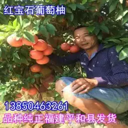红宝石葡萄柚树苗多少钱一棵