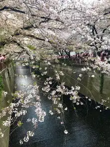 横跨东西日本,赏樱盘鹿撸豆柴岛国十一天交通住宿干货集
