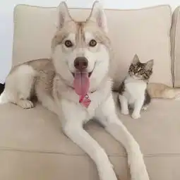 当奄奄一息的小奶猫遇到哈士奇,从此走上喵生巅峰