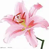 唯美好看百合花微信头像微信头像图片大全