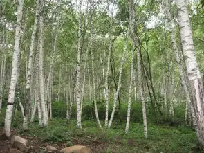 九月的喇叭沟门一大波的蘑菇来袭