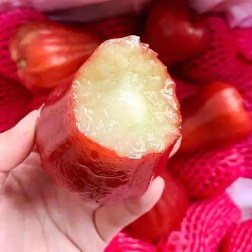 鹅们最喜欢的水果是什么