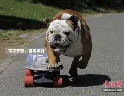 盘点2010年动物趣图北极熊面对镜头招手