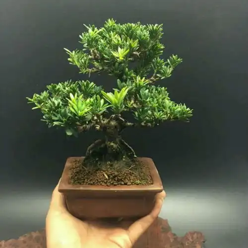 小叶罗汉松哪里有,就到这里看看各种小叶罗汉松树苗