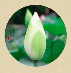 深圳洪湖公园荷花