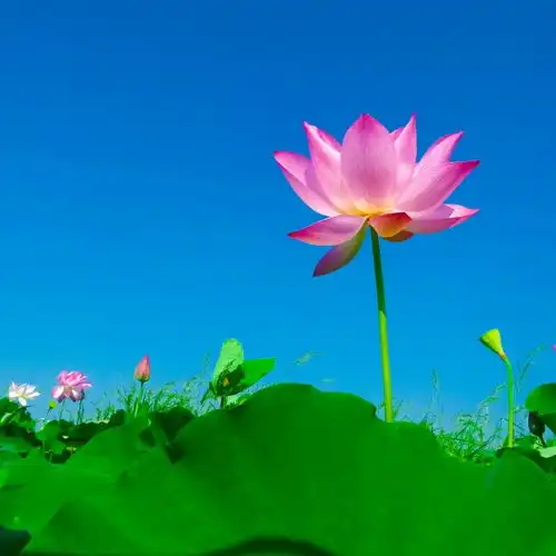 11月下旬,事业爱情有所突破的4生肖,桃花运极好