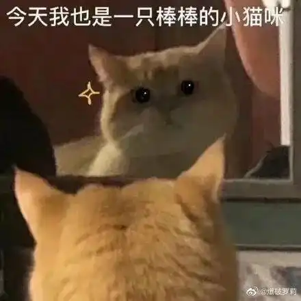 妈别用猫做微信头像不吉利
