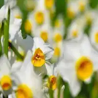 幸福花图片大全微信头像微信头像图片大全