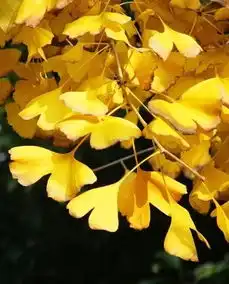 寻秋去杭州7个本地人才知道的暖色调秋景