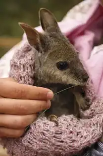 袋鼠岛不仅仅有袋鼠,海豹湾里居然没有海豹