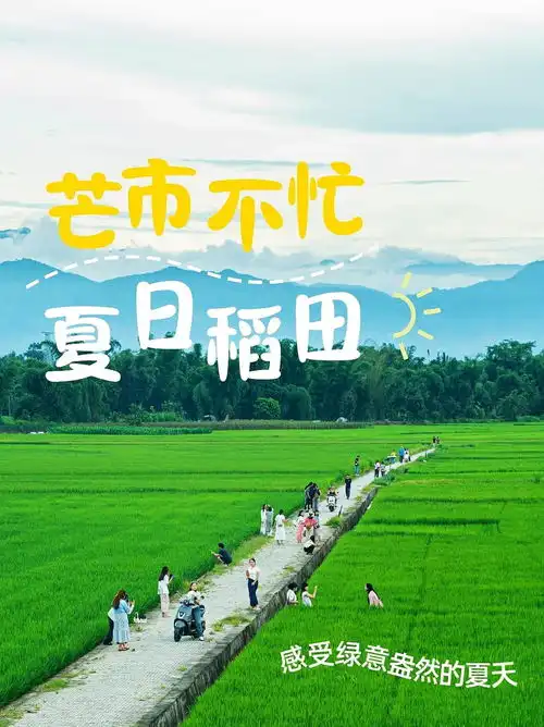 来稻田拍照打卡,感受绿意盎然的田园时光