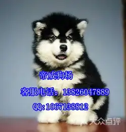 帝威增城附近哪里有卖纯种阿拉斯加雪橇犬图片佛山宠物