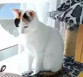 岁月这把无情刀,糊了暹罗的毛,肥了橘猫的腰,幻灭无数小奶猫小时候