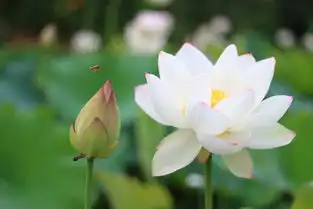盛放的白莲花高清背景素材图片设计模板下载2.31mb其他大全