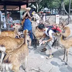 电话,地址,价格,营业时间图奈良周边游