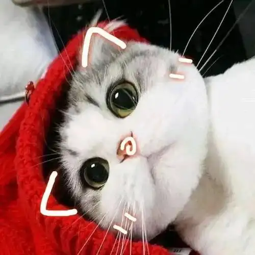 猫咪最爱吃的食物有哪些投其所好也要适量哦