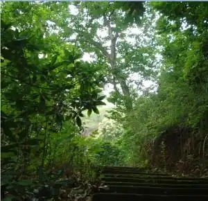 龙腾森林公园