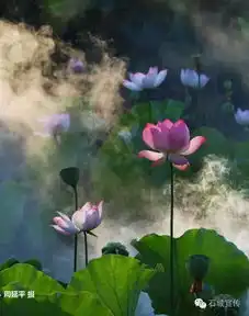 莲香石城,在莲花盛开的时候,等你