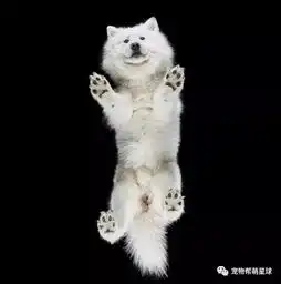 毛孩子的照片看过不少,但是这么另类的图片你见过吗