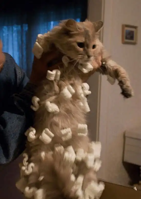 超搞笑,猫与静电的战争,难不成猫咪才是皮卡丘本丘