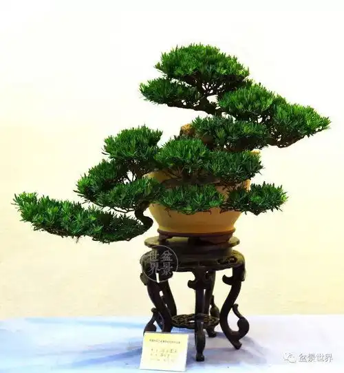 南通盆景佳作选