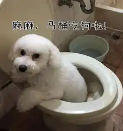 让比熊先去浴室等着洗澡,结果这货直接坐进了马桶快来洗吧...