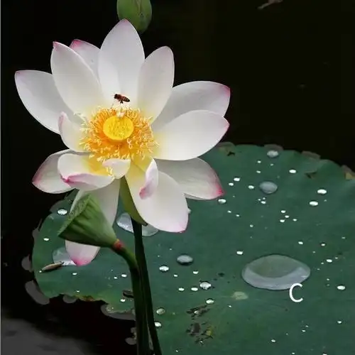 心理测试选一朵喜欢的滴水荷花,测试你是哪种水做的女人