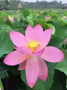 美呆了乐山九大赏荷圣地被曝光这么多绝美荷花,你竟然不知道附路线