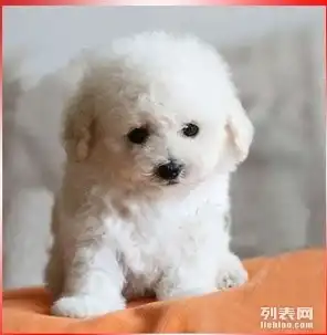一窝漂亮可爱的比熊幼犬转让,可微信详谈,有惊喜
