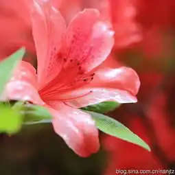 杜鹃花家族难得一见的姐妹花图片