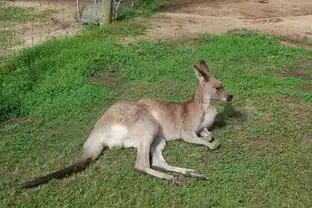 去南澳大利亚看袋鼠和考拉