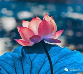 心如莲花,人生才会一路芬芳