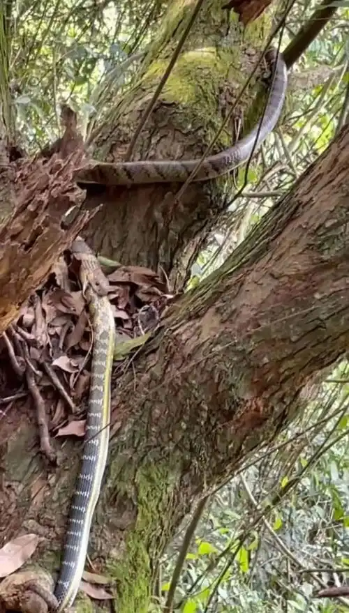 超恐怖蛇吃蛇过山峰吞到一半了网友拍下惊魂一幕...