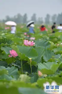 大暑漫长夏日里愿与你享清风赏风光