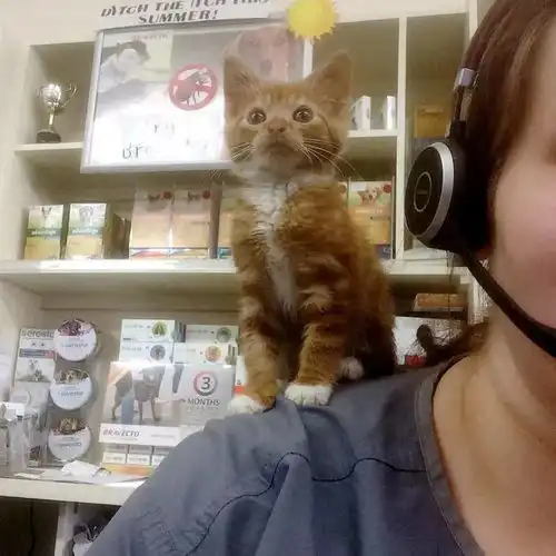 分享一只袖珍的小橘猫,恩,新西兰的