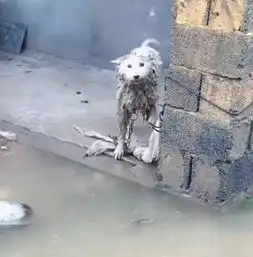 什么时候你真的很心疼一只狗