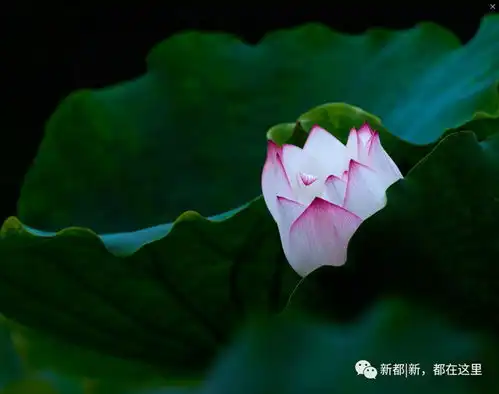 美啦新都第一波荷花已上线仲夏风乍起,满池飘香