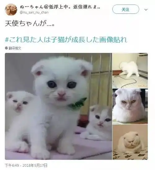 岁月这把无情刀,糊了暹罗的毛,肥了橘猫的腰,幻灭无数小奶猫