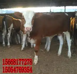 900斤肉牛现在什么价格-肉牛养殖场在哪里?-黄页88网