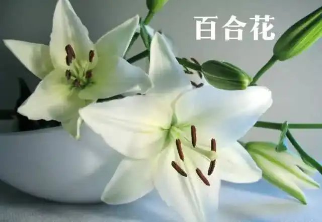 这些严禁入室的花草,你家里有吗