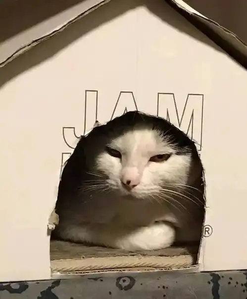 岁月这把无情刀,油了多少小奶猫