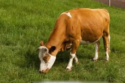 属牛人这几年出生,脱贫致富,2022年先苦后甜,大器晚成,心想事成