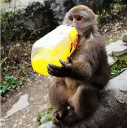 峨眉山的猴奈良的鹿寺庙的锦鲤广场的鸽子猫咖的猫动物界五大扛把子,你一个都惹不起