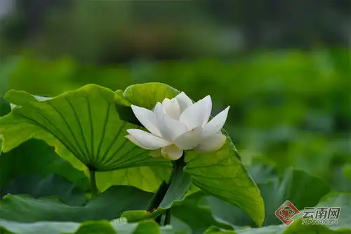 保山昌宁夏至已至荷盛开