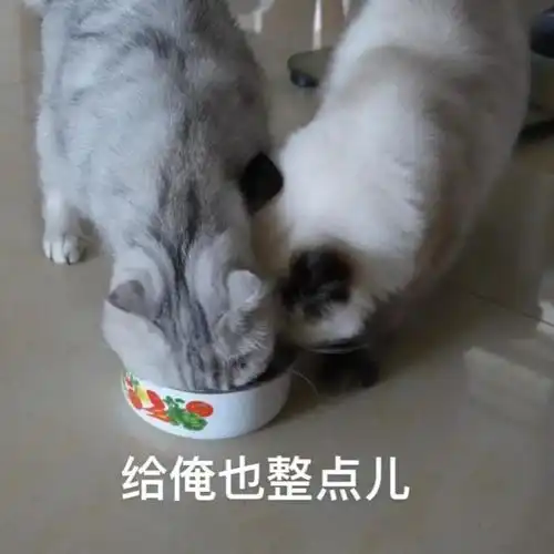 预告微信红包封面免费抢,记得调好闹钟